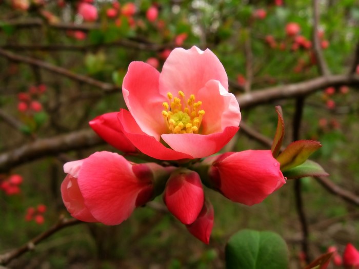 Pink and red quince flowers on branches