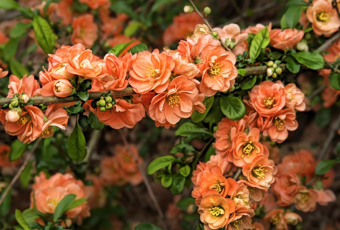 Orange quince flowers blooming on a branch