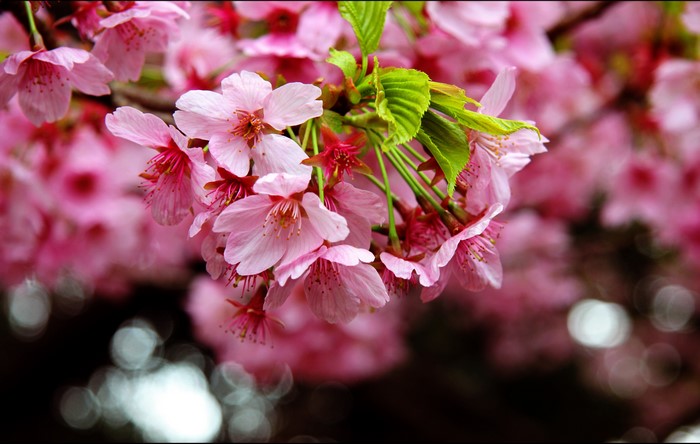 4K Sakura Cherry Blossoms