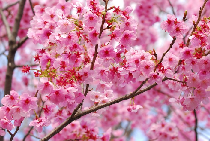 Pink Cherry Blossoms on Branches
