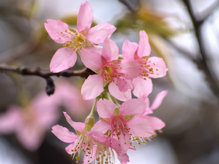 Pink cherry blossoms on a branch