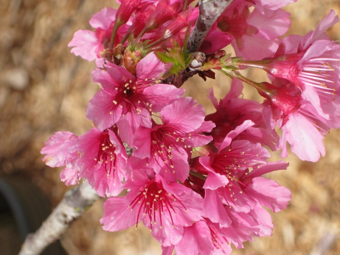 Pink cherry blossoms on a branch