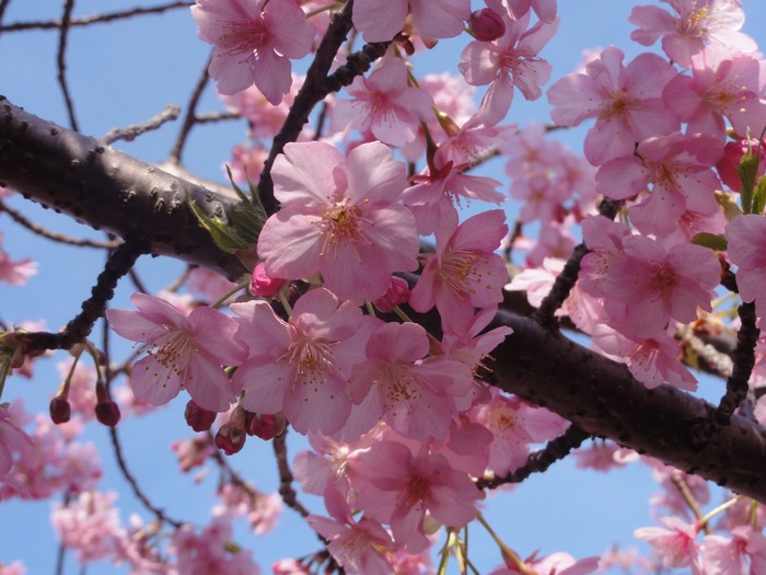 Pink cherry blossoms on a tree branch