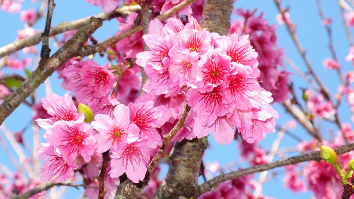 Pink cherry blossoms on branches against a blue sky