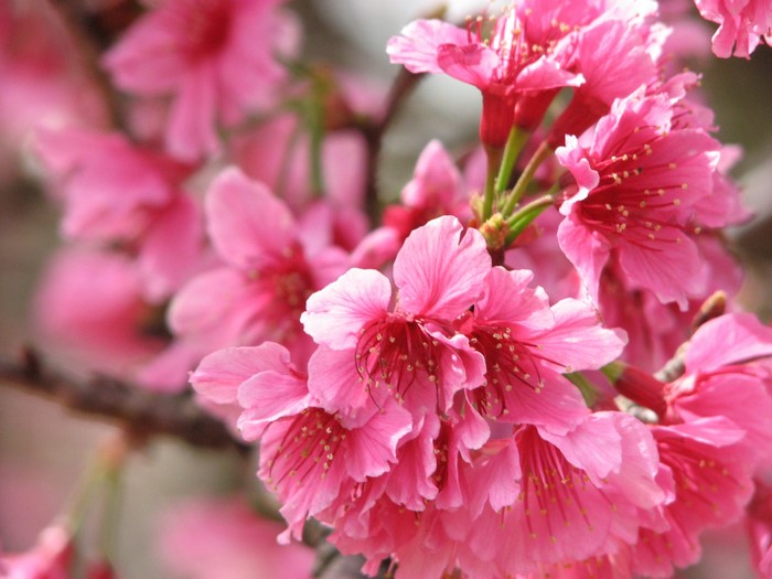 Close-up of pink cherry blossoms