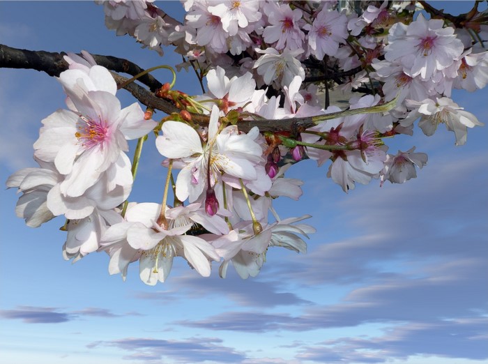 White cherry blossoms on a branch against a blue sky