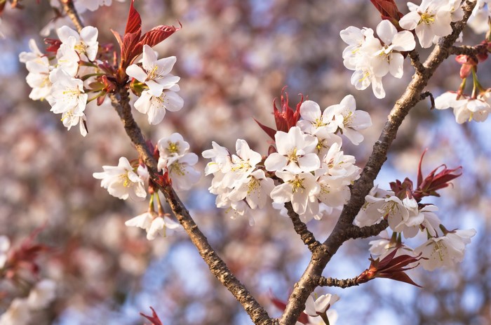 Cherry blossom branches with red leaves