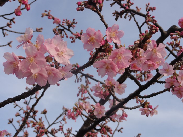 Pink cherry blossoms on branches against a blue sky