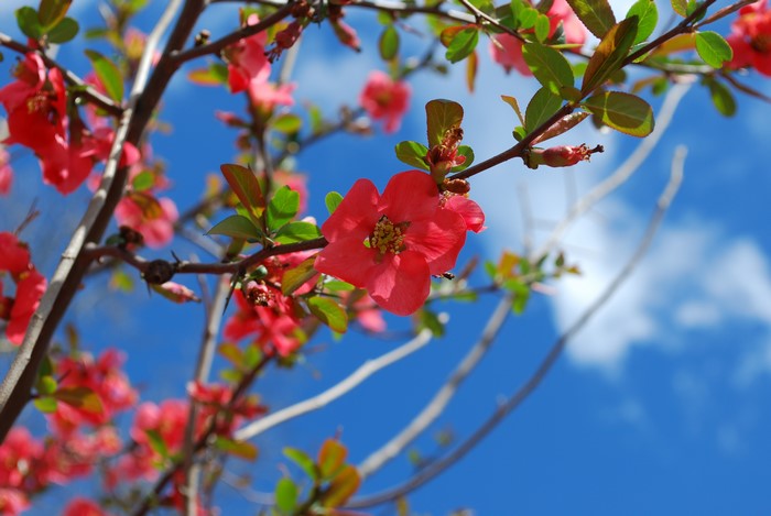 Red flowers on branches against blue sky