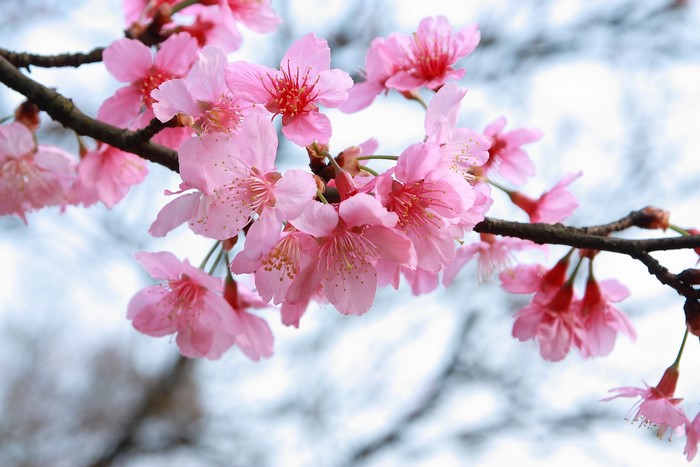 Flowering Trees, Sakura, Branches, Pink Color, Hd Wallpaper 