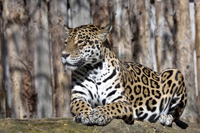 Jaguar resting on a rock
