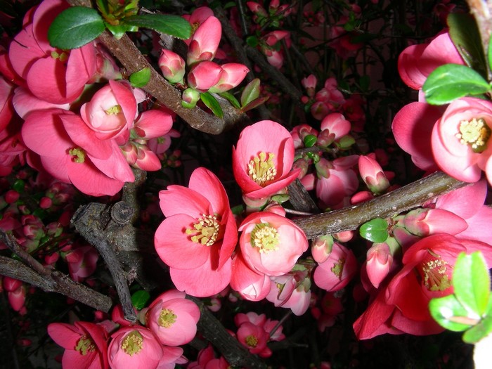 Pink Japanese Quince Flowers Blooming on Branches