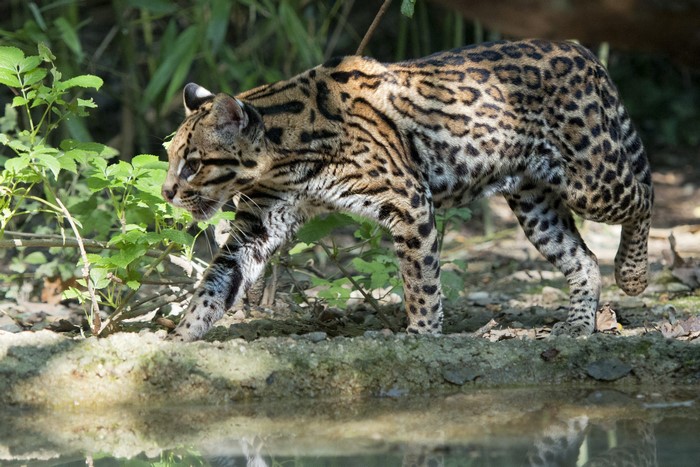 Ocelot walking near water and plants