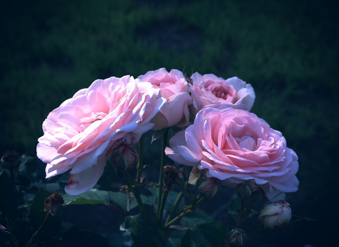 Pink Roses Closeup 4K