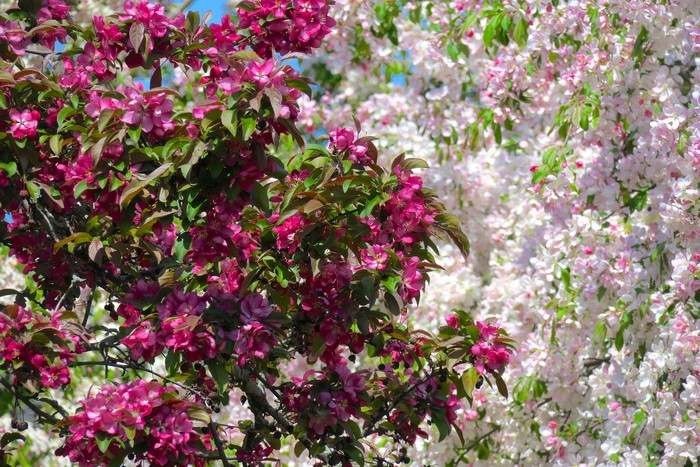 Close-up of pink and white flowering trees
