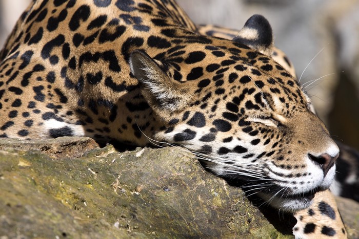 Jaguar resting on a log