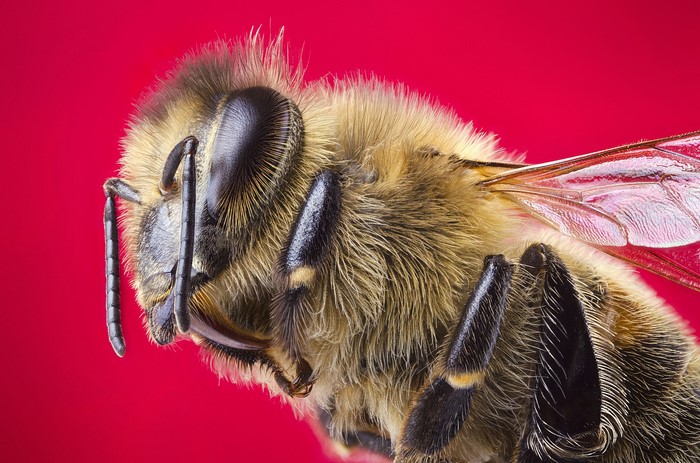 Extreme Macro shot of a Honey Bee