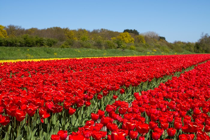 Field of Red Tulips