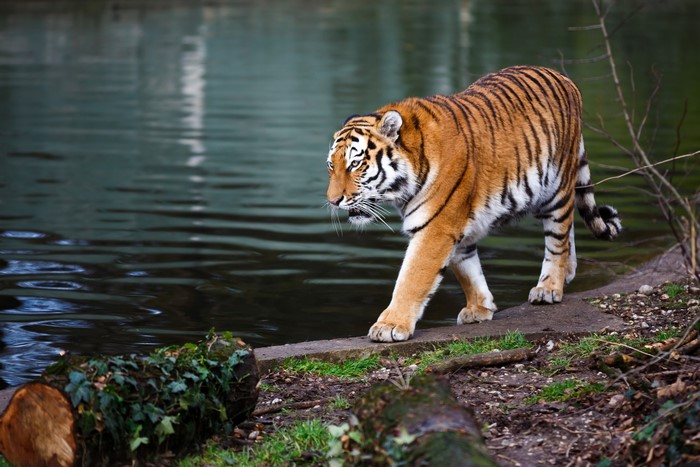 Tiger walking by the water