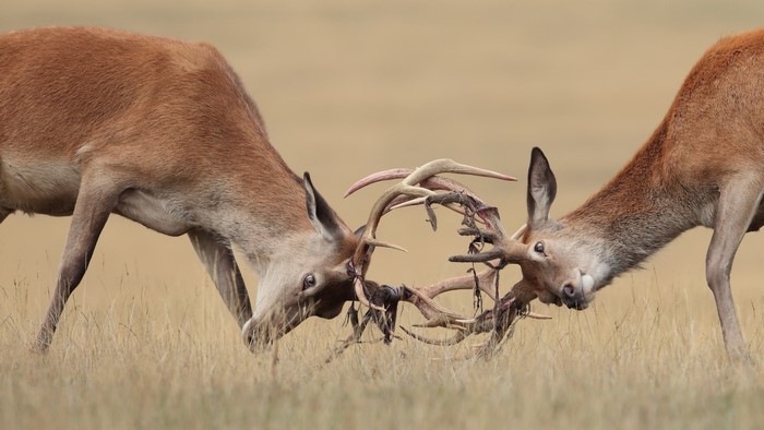 Two deer fighting with their antlers