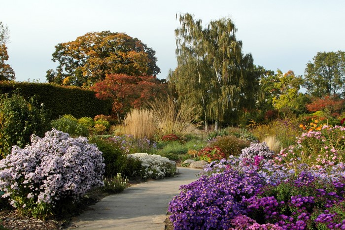 Grugapark Essen Gardens with Asters and Shrubs