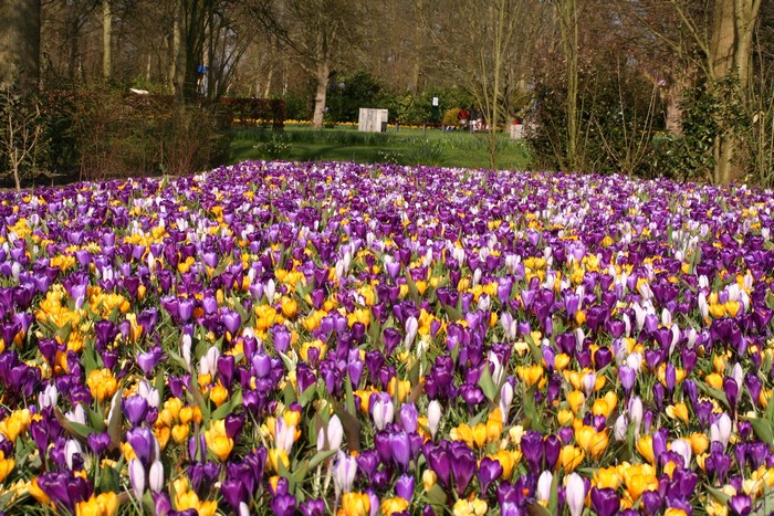 Field of Purple and Yellow Crocuses in a Park