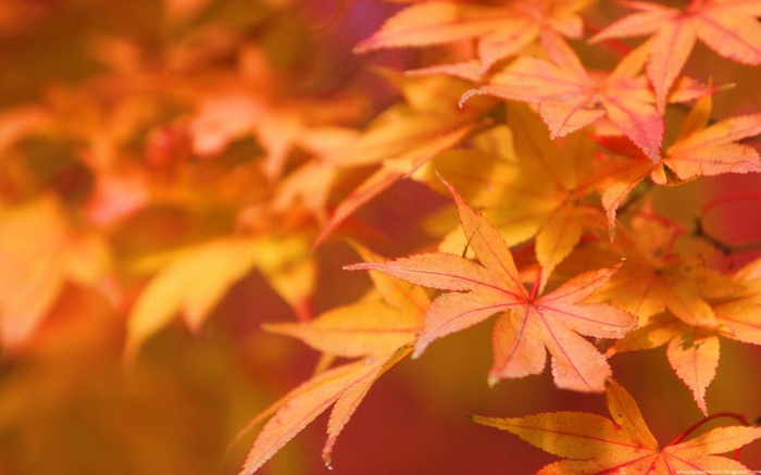 Close-up of autumn maple leaves in warm colors