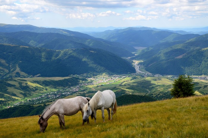 Two horses grazing in mountain grasslands