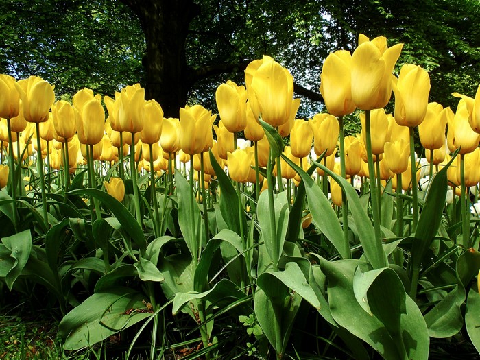 Field of Yellow Tulips in a Garden