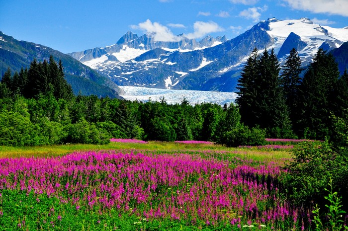 Field of purple flowers with mountains and glacier in Alaska