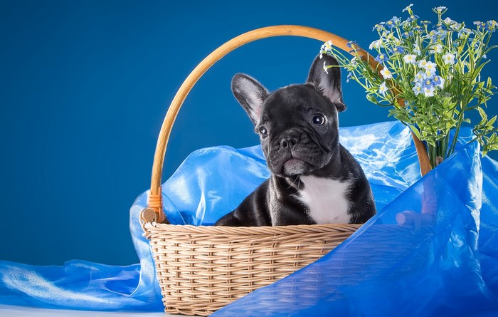 Black French Bulldog puppy in a wicker basket