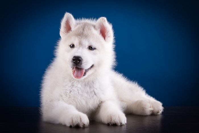 Husky Puppy on a Blue Background