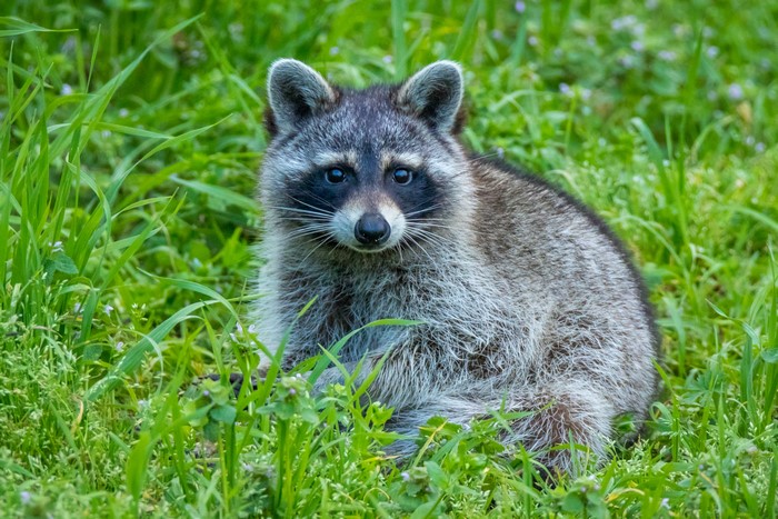 Raccoon sitting in green grass