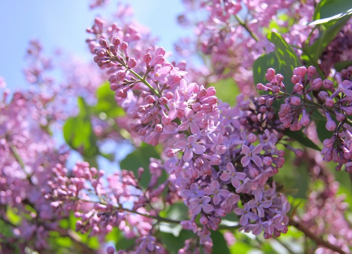 Close-up of blooming lilac branches against a blue sky