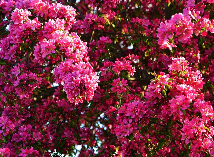 Pink flowering crabapple tree in bloom