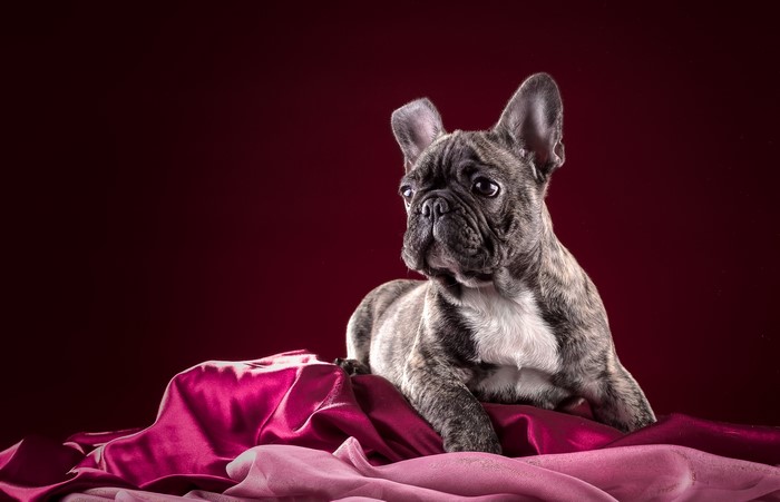 French Bulldog puppy on satin fabric