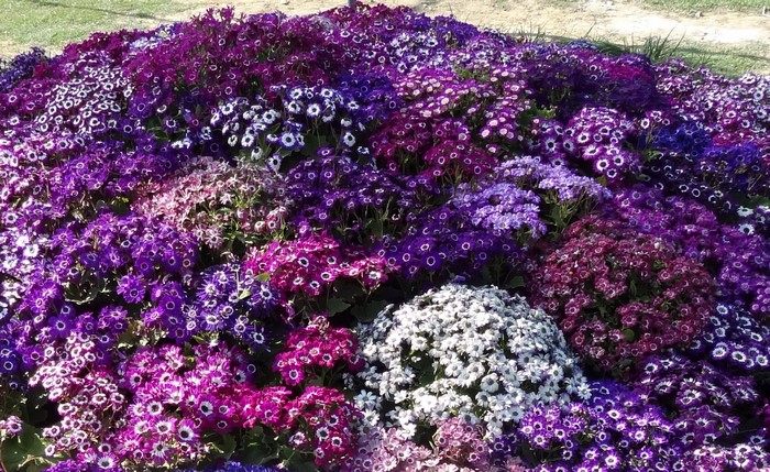 A bed of Cineraria flowers in various shades of purple and white
