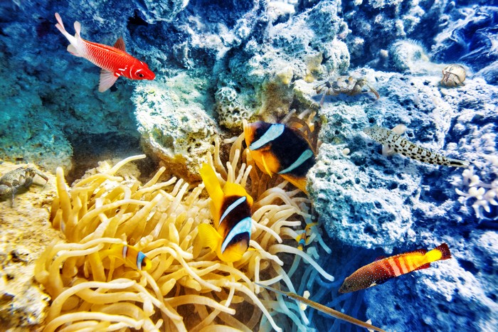 4K Underwater world with corals and fish