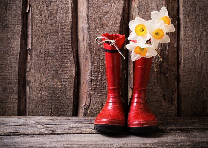 Red boots with daffodils on wooden background