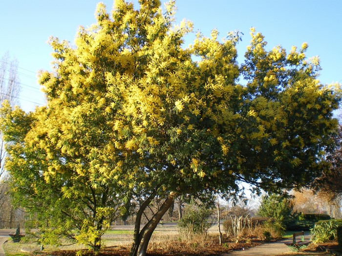 Tree with yellow flowers and green leaves