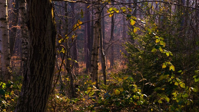 Sunlight filtering through a dense forest with trees and foliage
