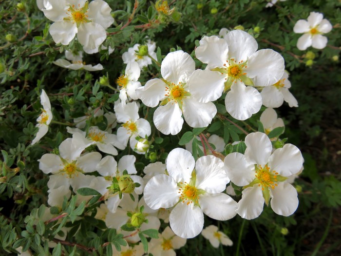 White flowers with yellow centers on a bush