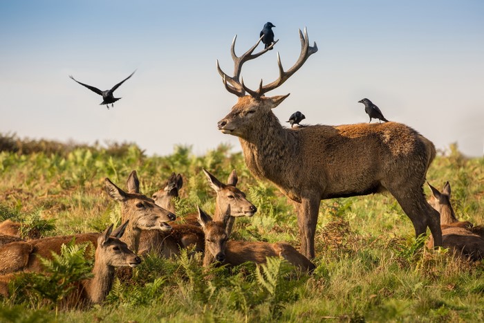 Deer with birds on antlers and back in grassy field