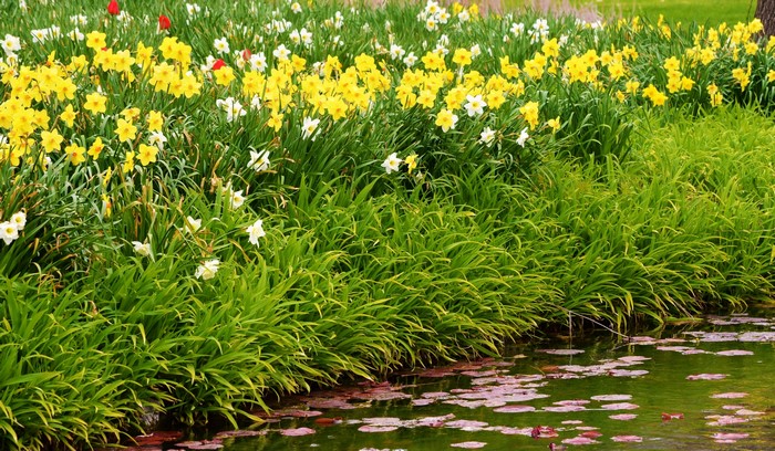 Yellow and white daffodils with green grass by a pond