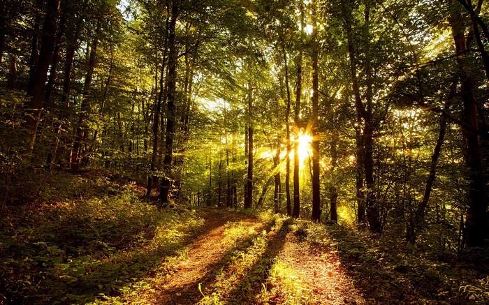 Sunlight filtering through trees in a forest