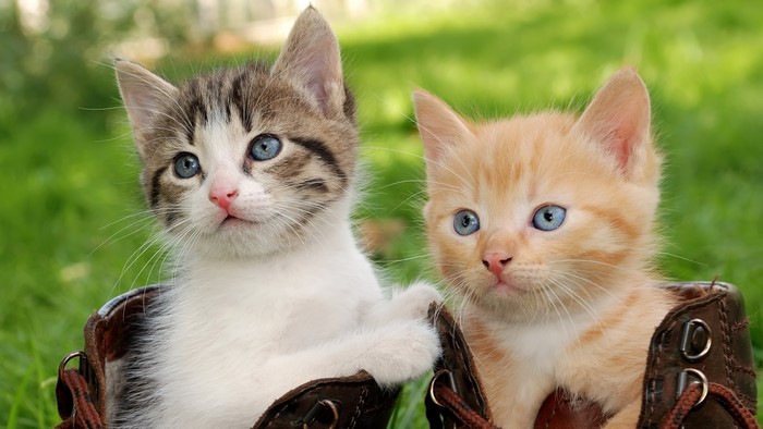 Two Kittens in Boots