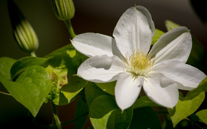 White Clematis flower with buds and leaves
