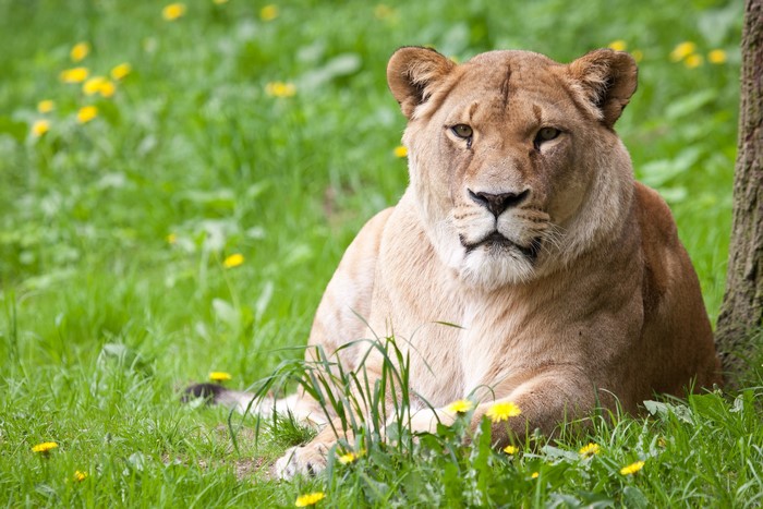 Lioness lying in green grass with yellow flowers
