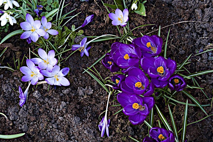 Purple and white crocuses blooming in soil