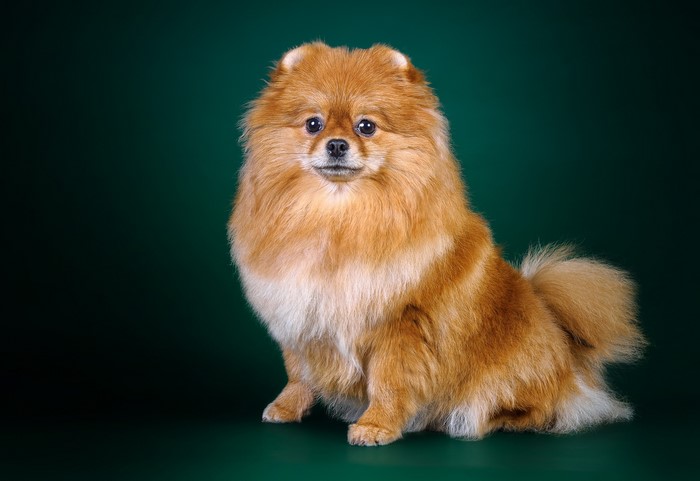 Pomeranian dog sitting on a dark green background